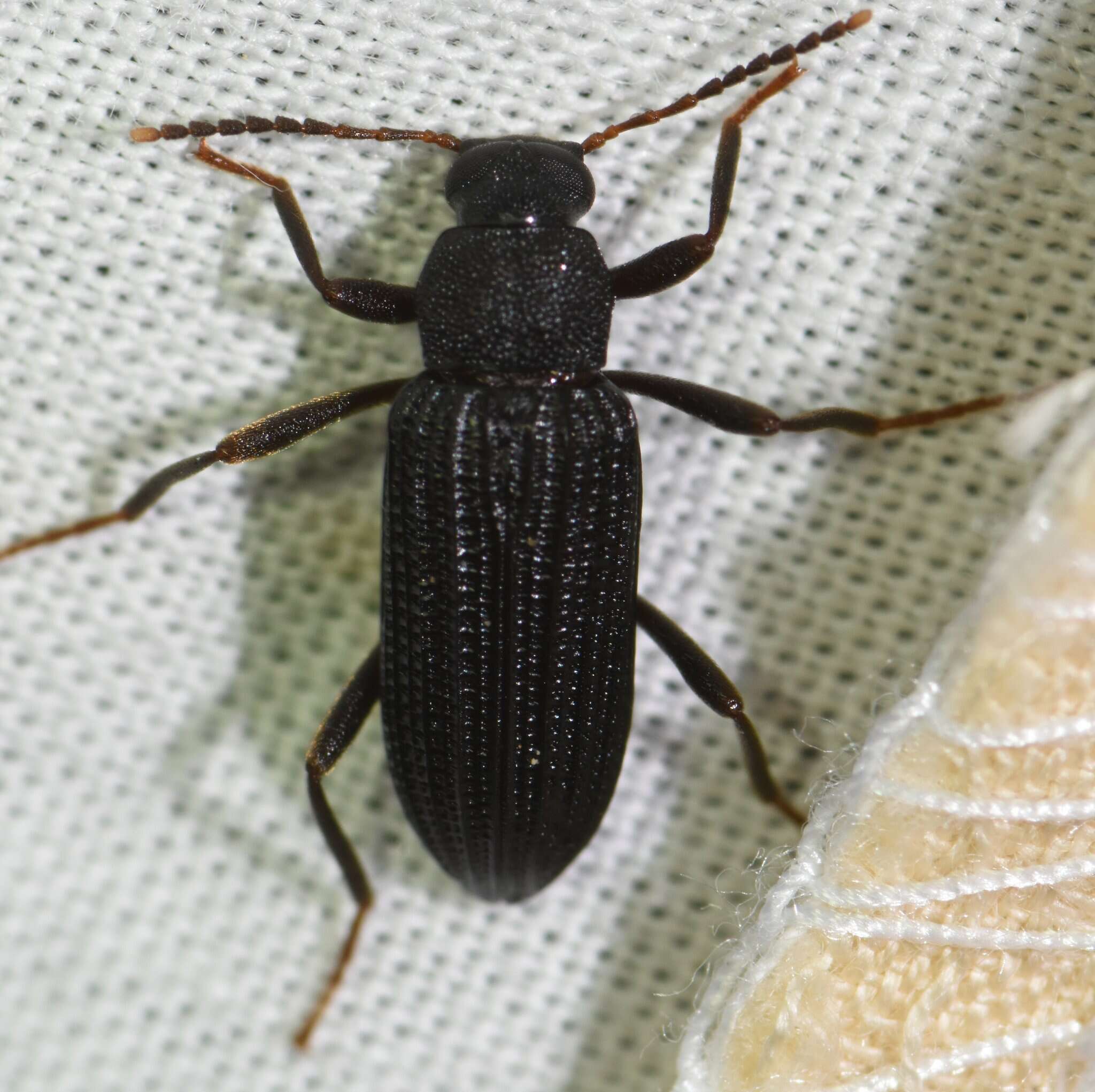 Image of Darkling beetle