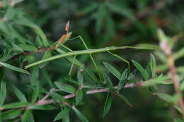 Image of Smooth Stick Insect