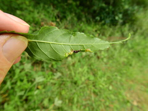 Image of Jumping plant lice