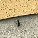 Image of East Asian Tiger Beetle