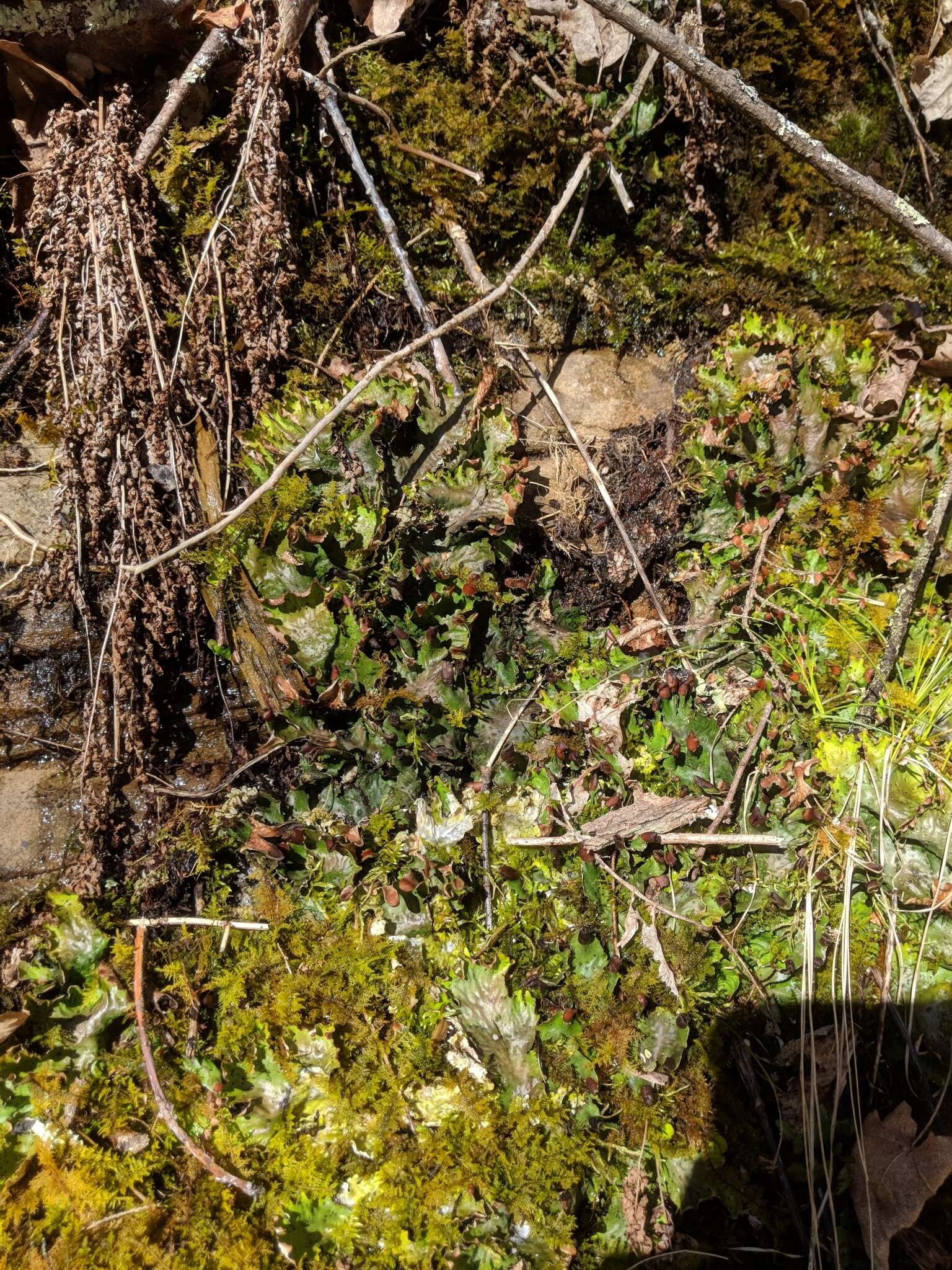 Image of felt lichen