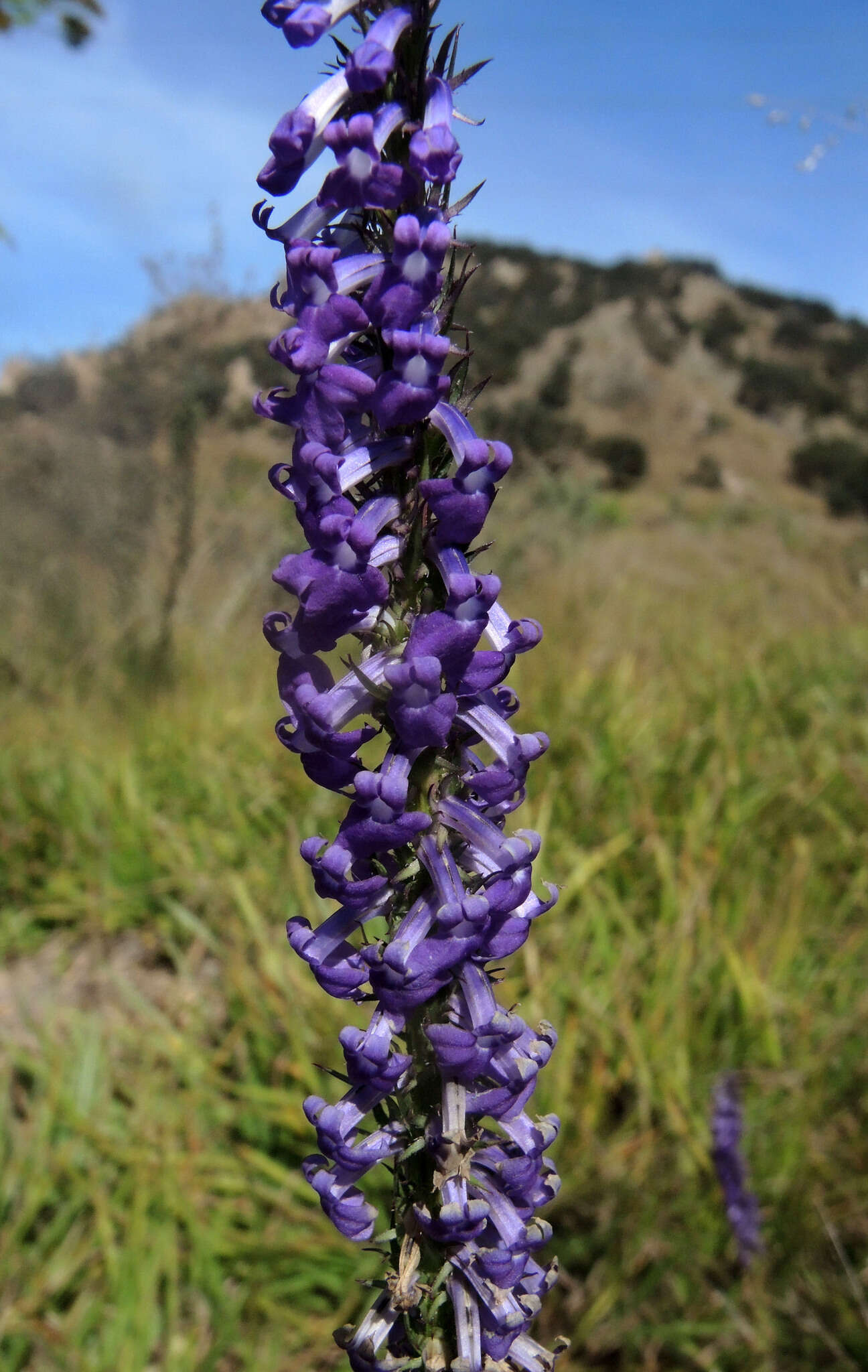 Image of Fringe-Leaf Lobelia