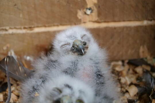 Image of Morepork