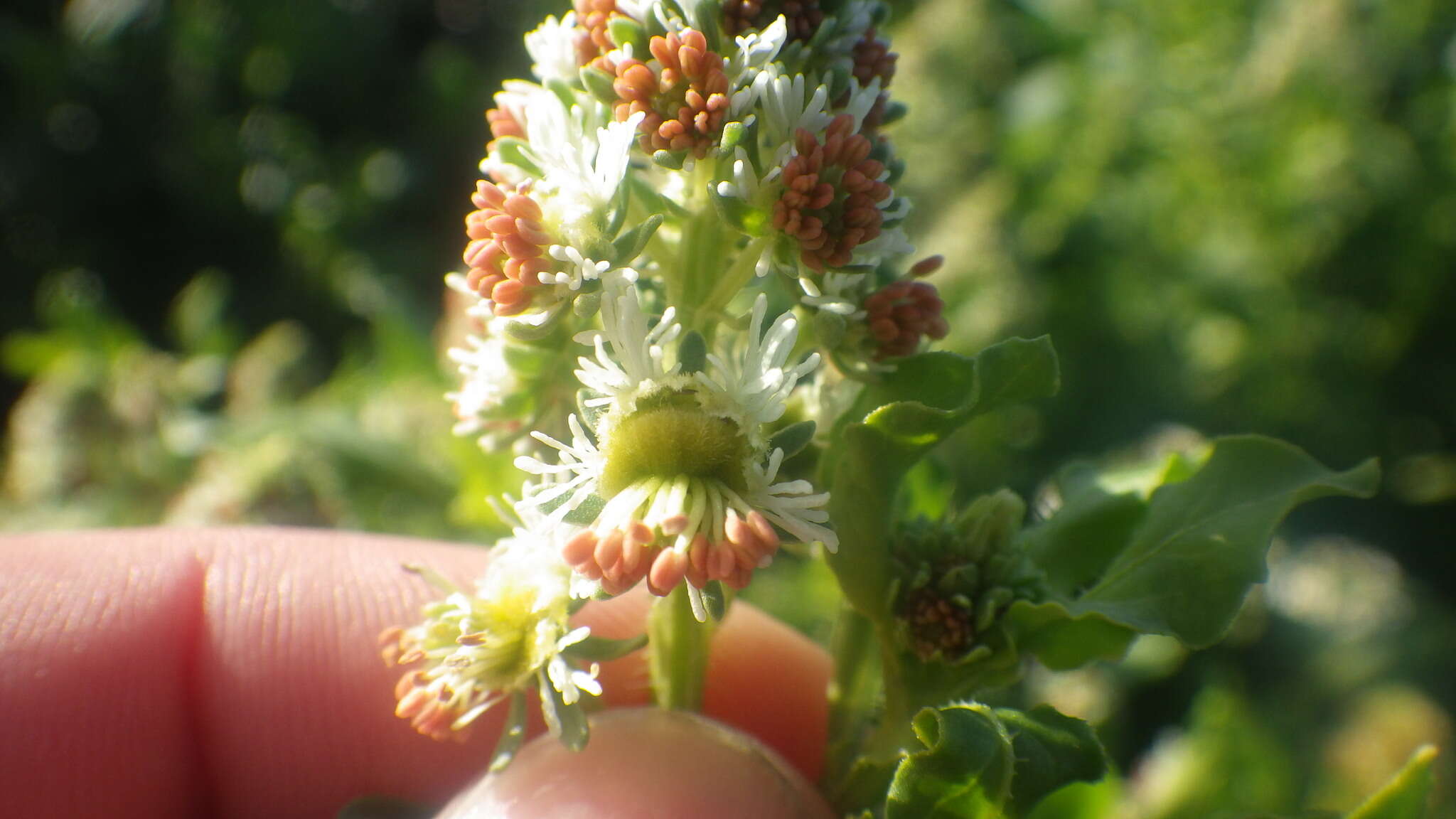 Image of garden mignonette