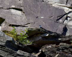 Image of Blue Rock Thrush