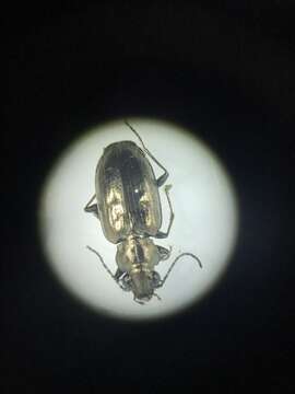 Image of Bembidion (Ochthedromus) bifossulatum (Le Conte 1852)