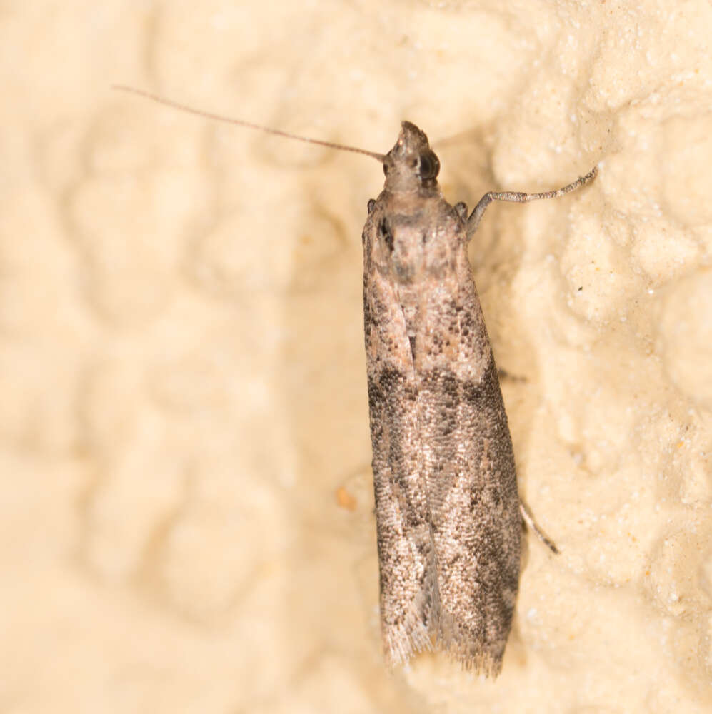 Image of Moth