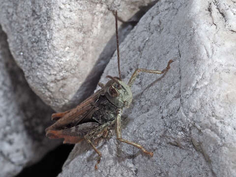 Image of bow-winged grasshopper