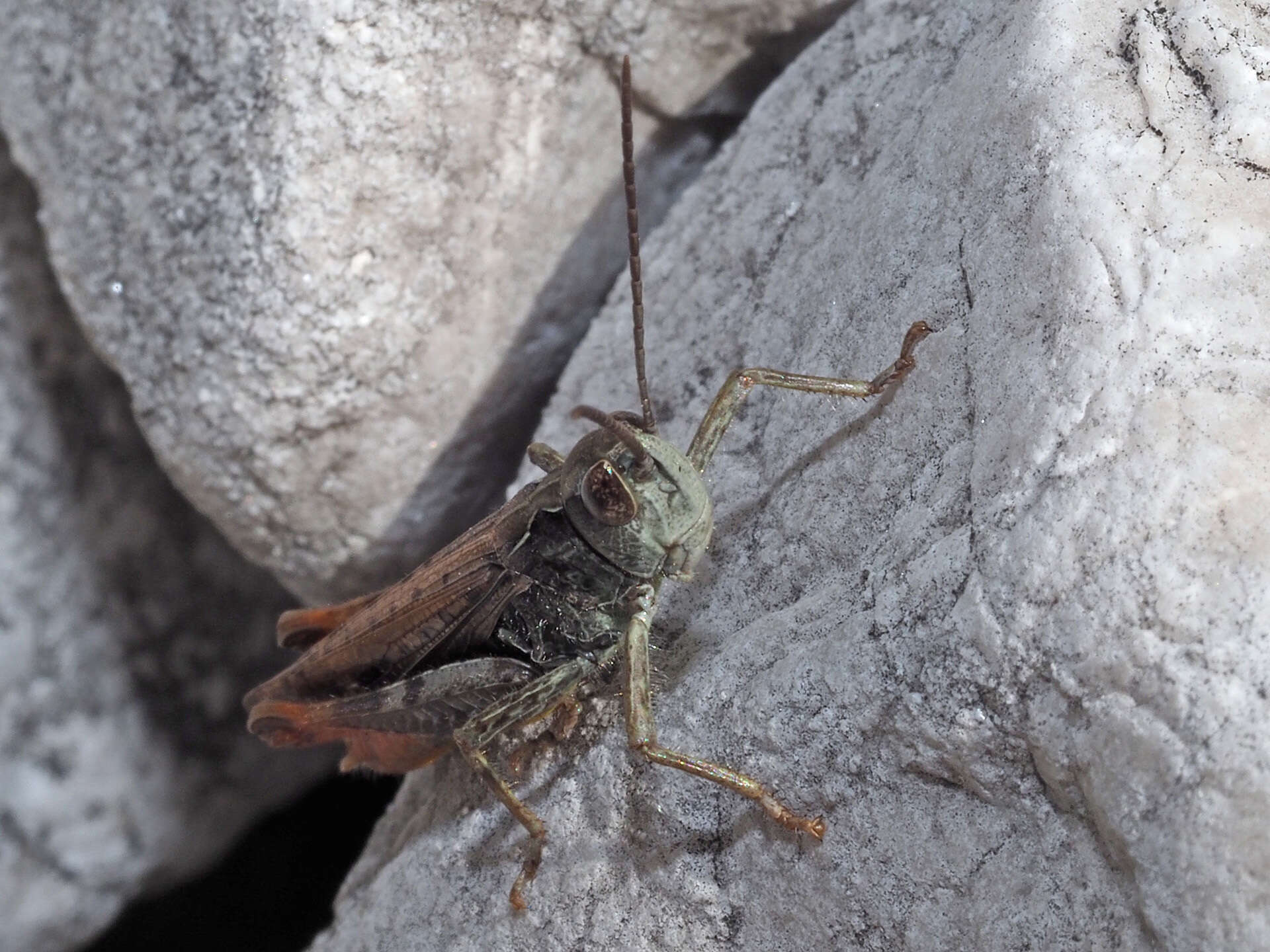 Chorthippus (Glyptobothrus) biguttulus (Linnaeus 1758) resmi