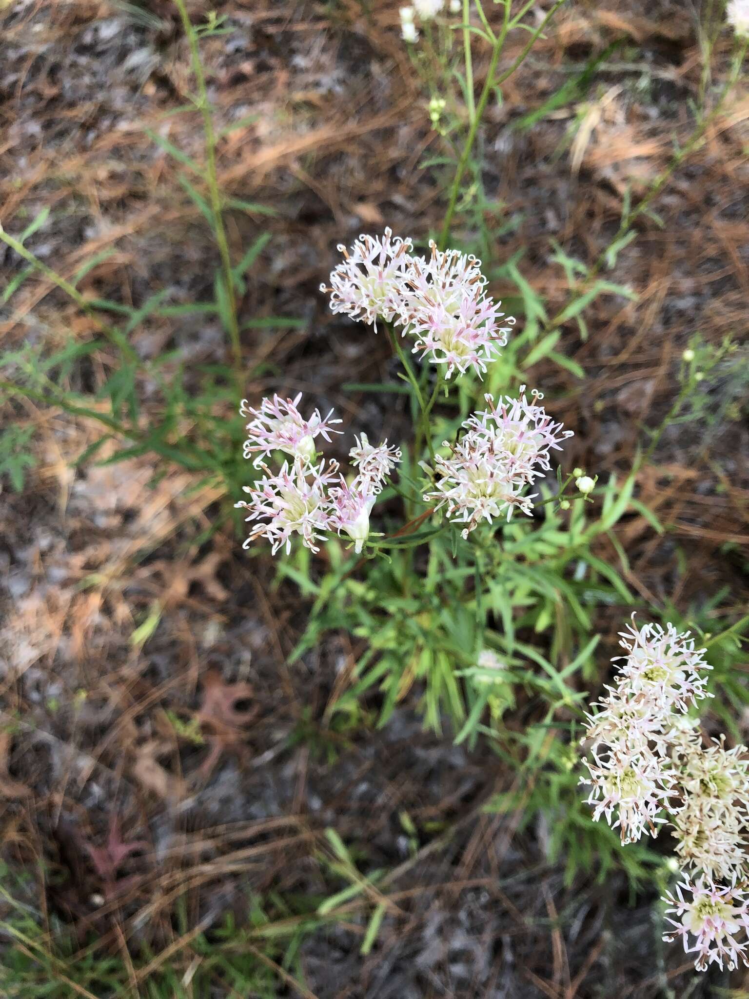 Image of coastal plain palafox