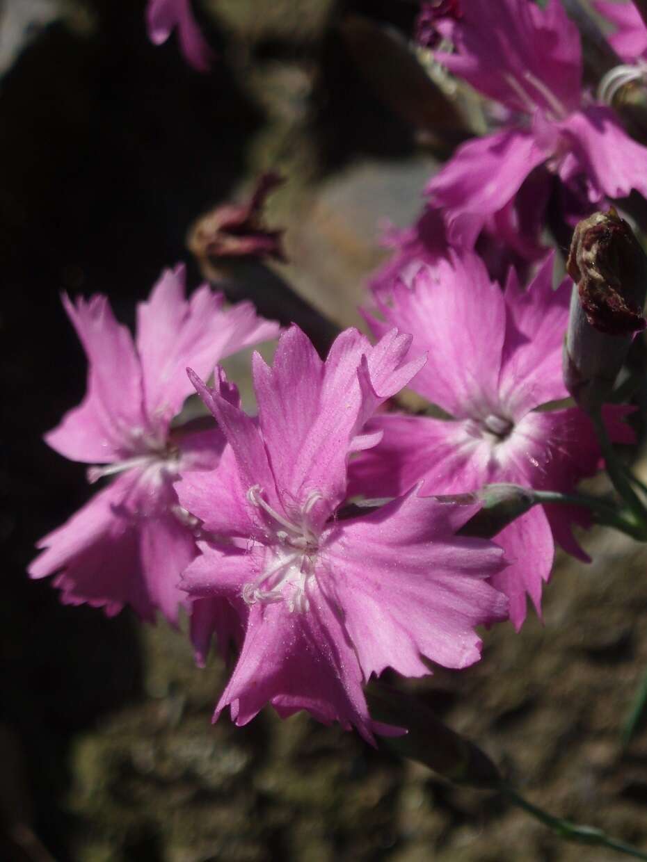 Image of cheddar pink