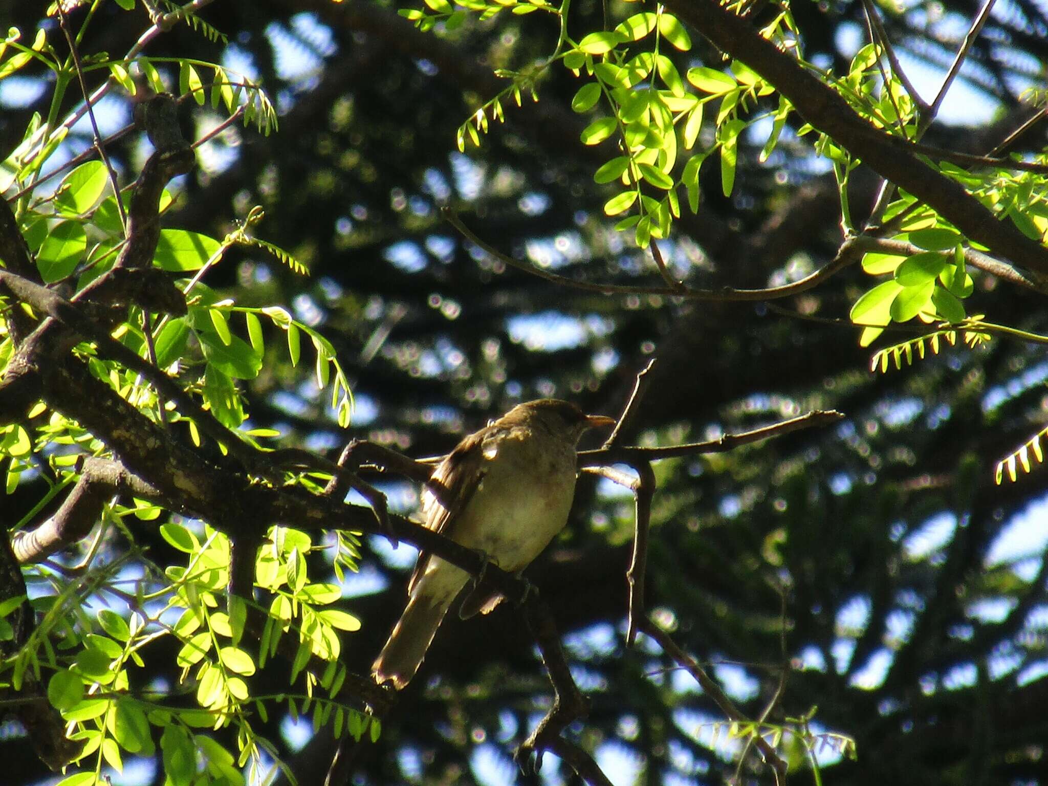 Image of Creamy-bellied Thrush