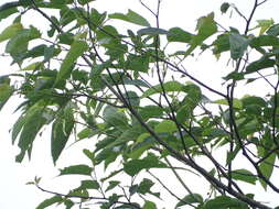 Image of Alangium chinense (Lour.) Harms