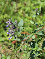 Image de Nepeta grandiflora M. Bieb.