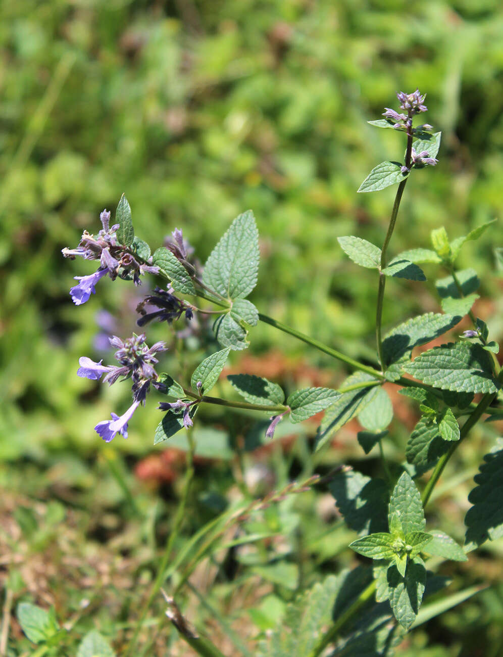 Image of Caucasus catmint