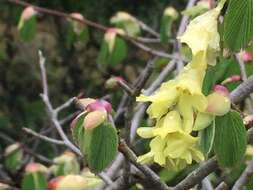 Image of Corylopsis glabrescens Franch. & Sav.