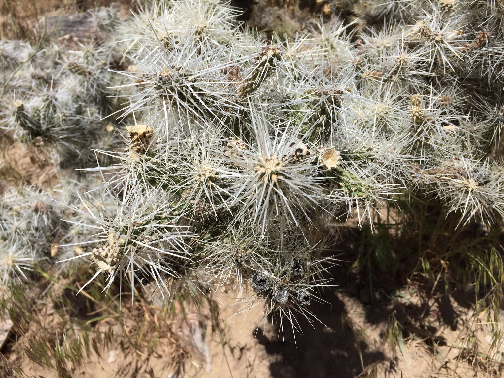 Слика од Cylindropuntia multigeniculata (Clokey) Backeb.