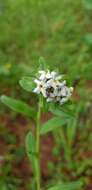 Image of Lithospermum distichum Ortega