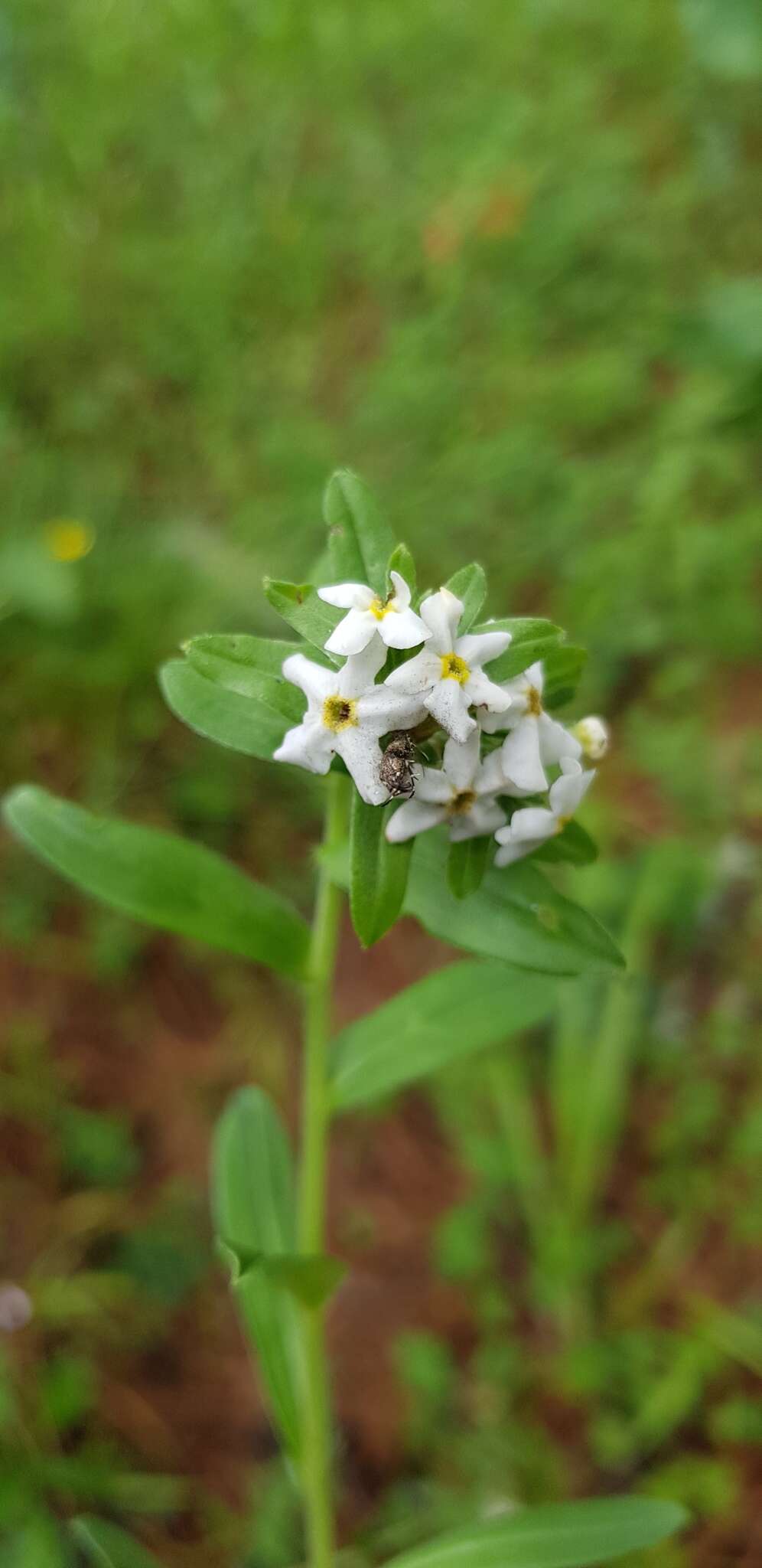 Image of Lithospermum distichum Ortega