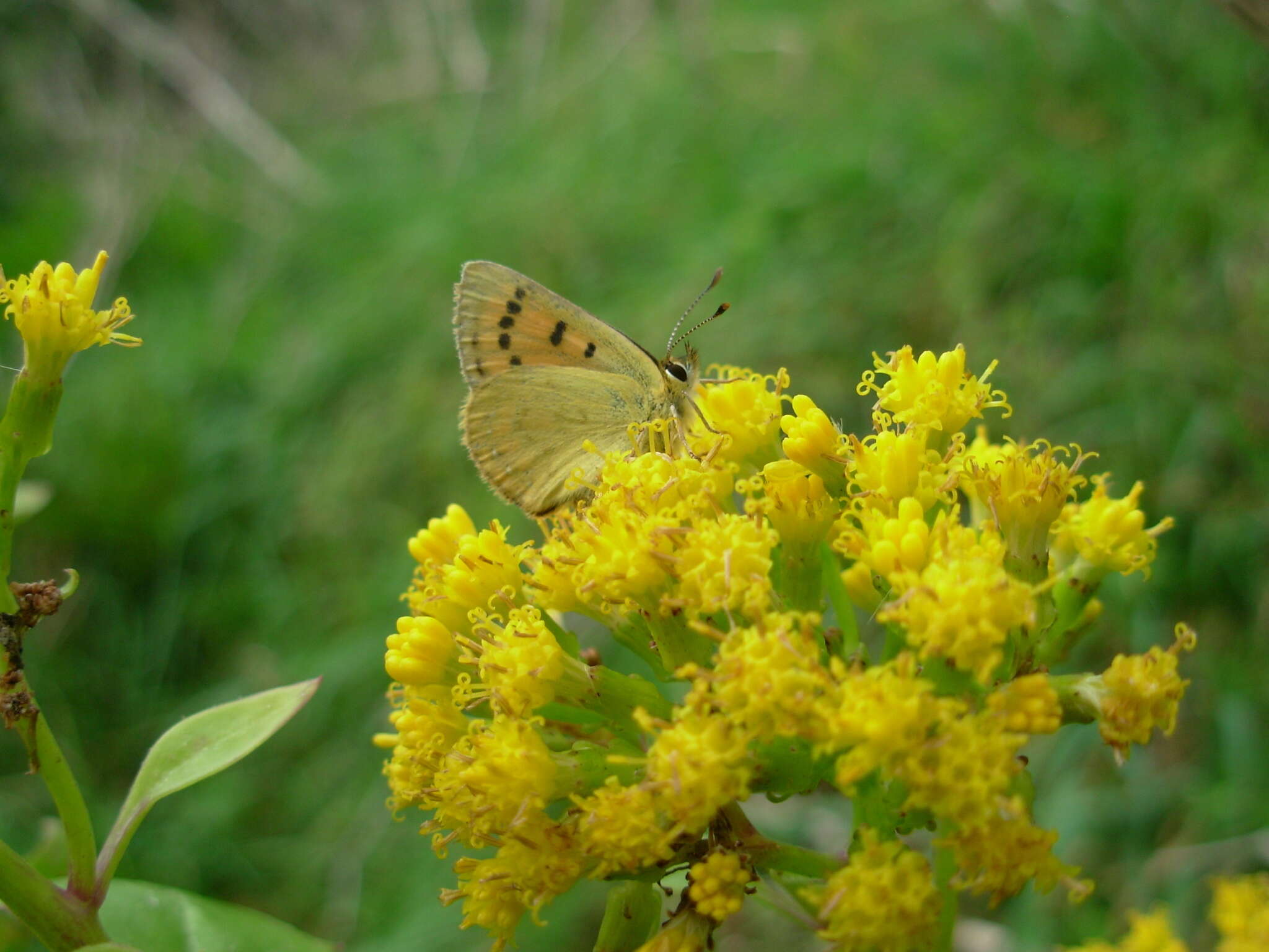 Слика од Lycaena rauparaha (Fereday 1877)