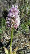 Imagem de Orchis italica Poir.