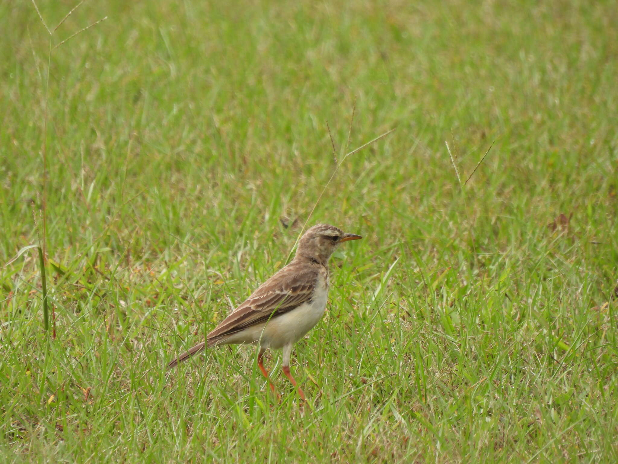 Anthus pallidiventris Sharpe 1885的圖片