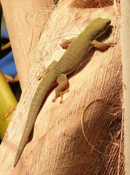 Image of Zanzibar Day Gecko