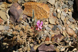 Image of Pelargonium caespitosum Turcz.