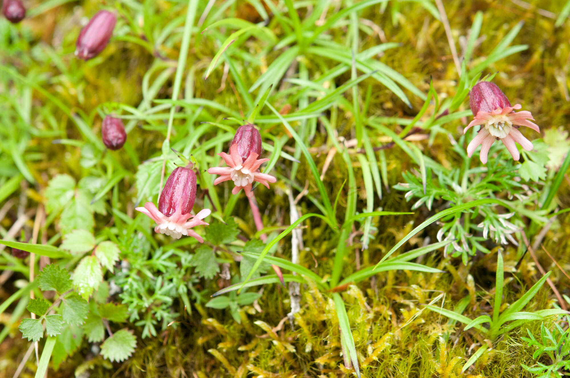 Image of Silene morrisonmontana (Hayata) Ohwi & H. Ohashi