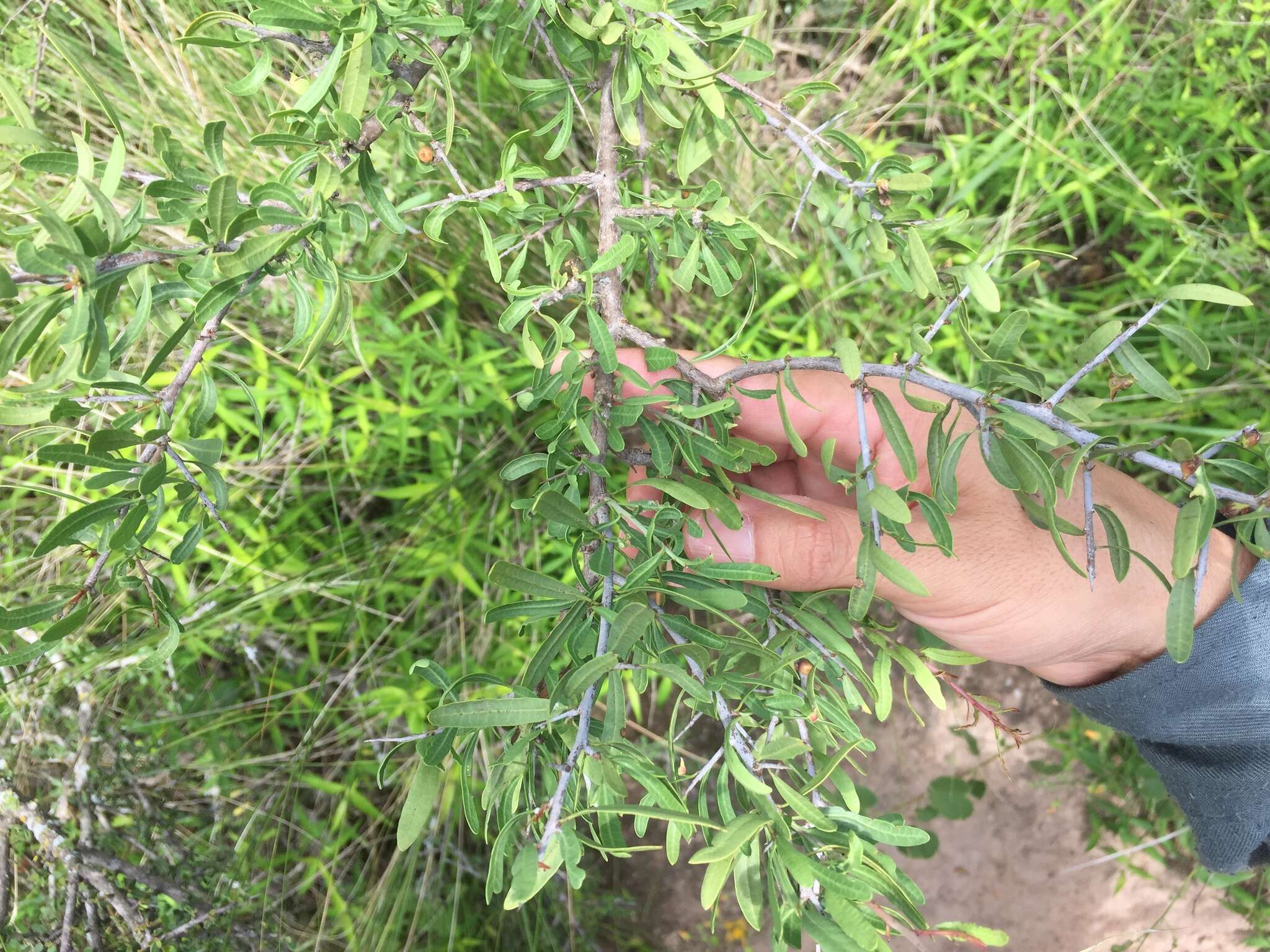 Image of Schinus longifolia (Lindl.) Speg.