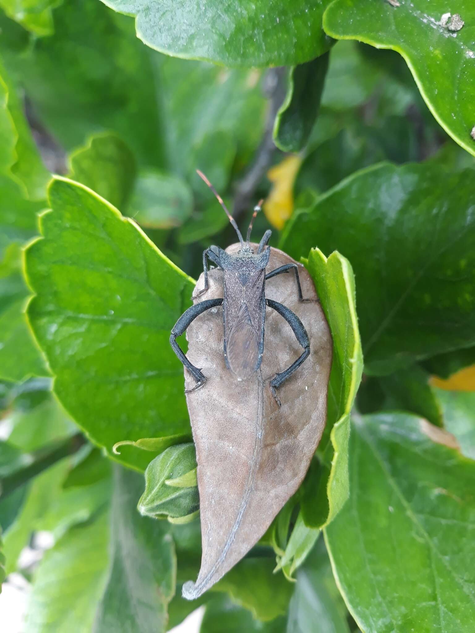 Image of Elasmopoda valga (Linnaeus 1758)