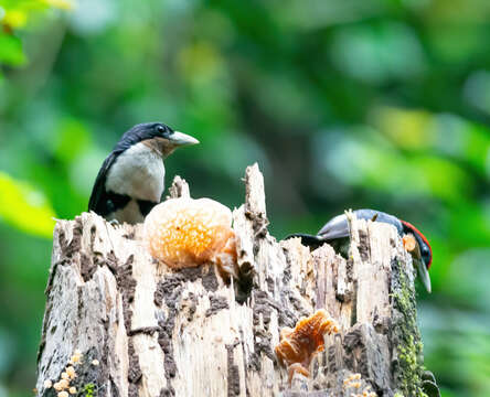 Image of Black-girdled Barbet