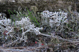 Слика од Cladonia rangiferina (L.) Weber ex F. H. Wigg.