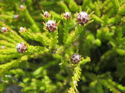 Image of Leucadendron sorocephalodes Phillips & Hutchinson