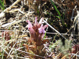 Imagem de Pedicularis sylvatica L.