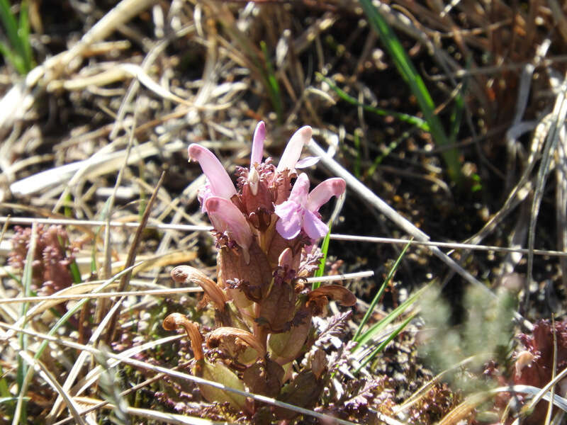 Imagem de Pedicularis sylvatica L.