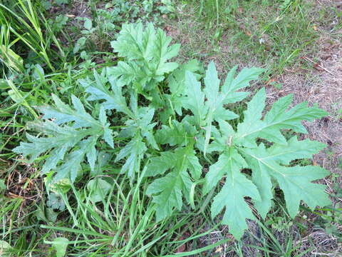 Image of Mantegazzi's Cow-Parsnip