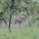 Image of giant eland