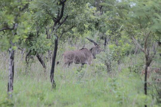 Image of giant eland