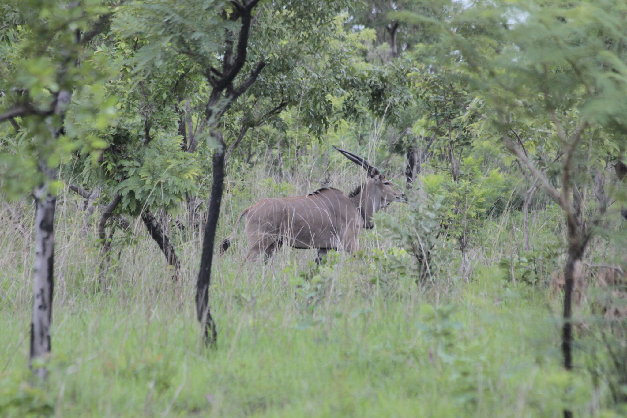 Image of giant eland