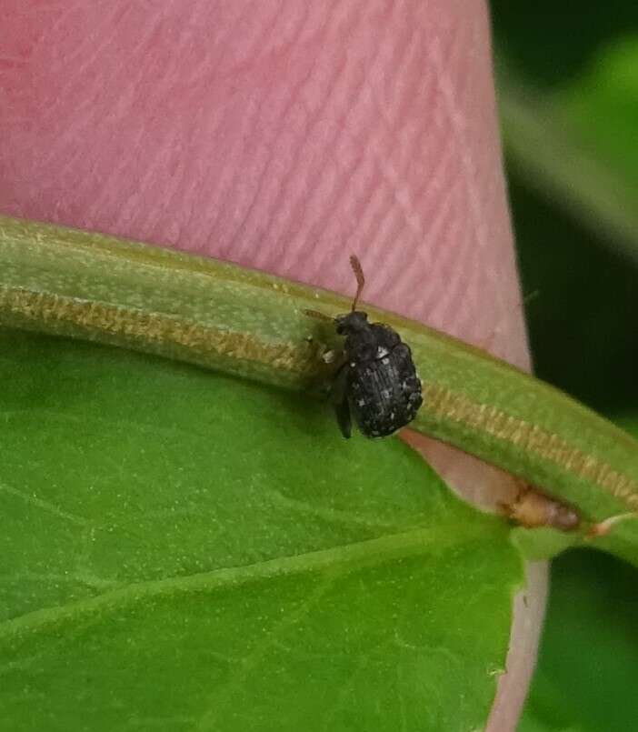 Image of Vetch Bruchid