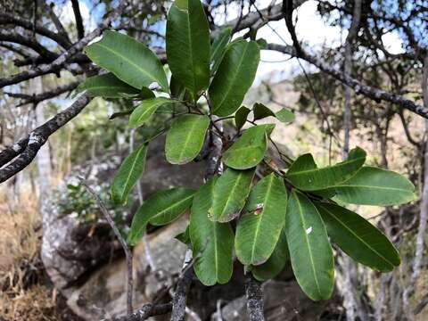 Imagem de Cupaniopsis parvifolia (F. M. Bailey) L. A. S. Johnson