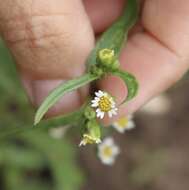 Galinsoga parviflora var. semicalva A. Gray resmi