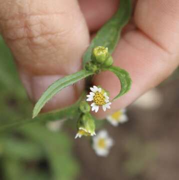 Galinsoga parviflora var. semicalva A. Gray resmi