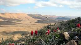 Tulipa systola Stapf的圖片