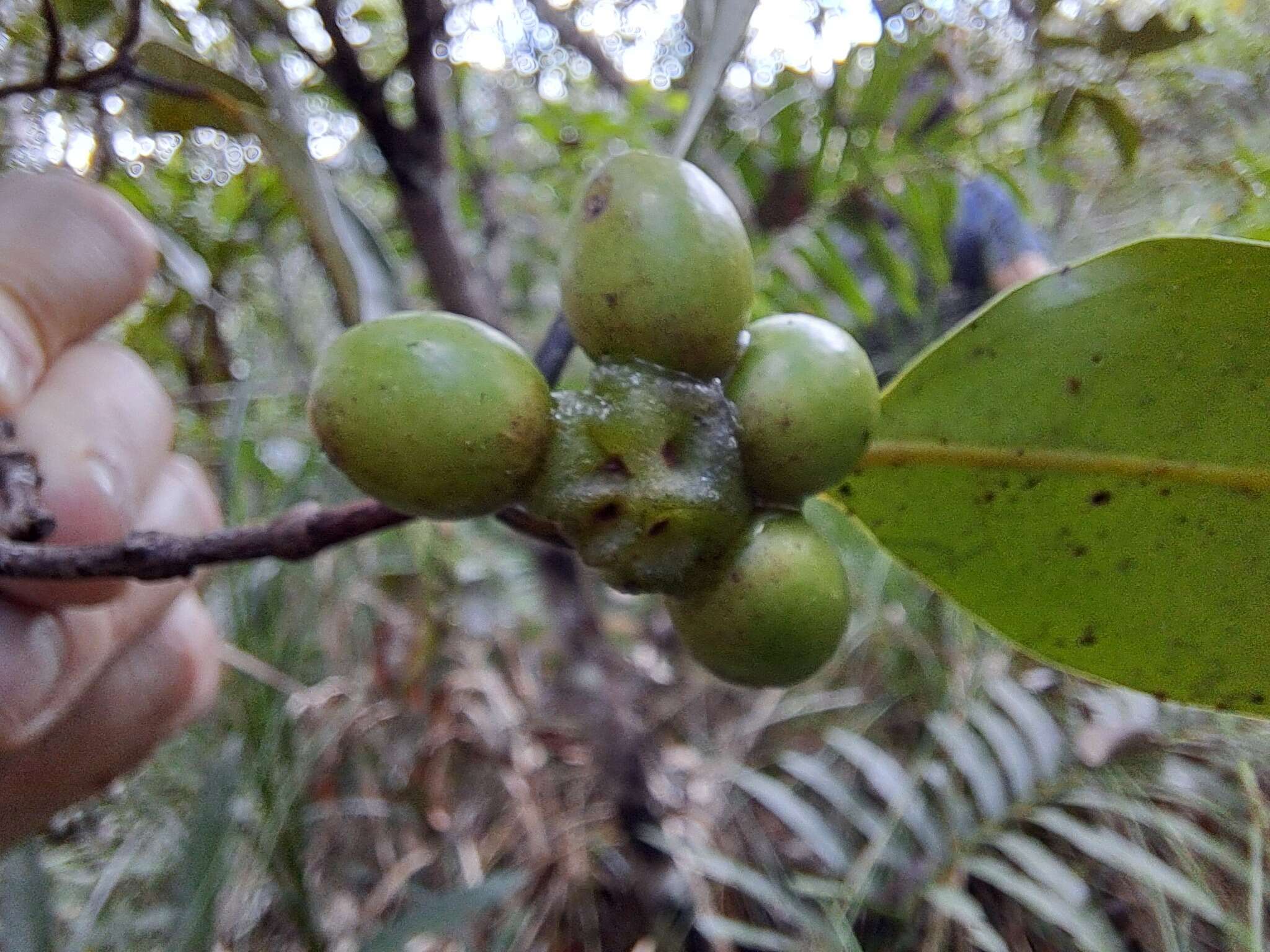 Image of Hedycarya parvifolia Perkins & Schltr.