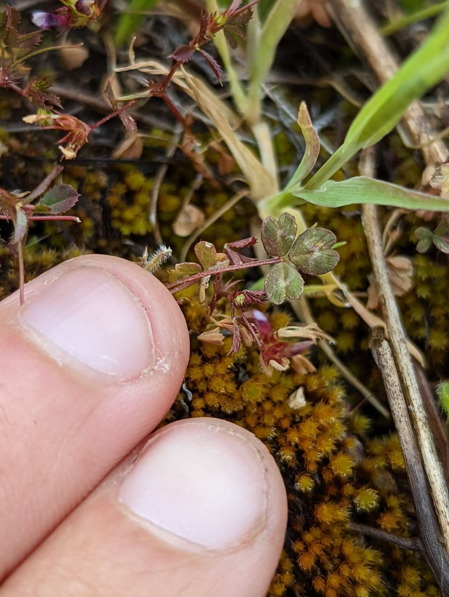 Image of <i>Trifolium variegatum</i> var. <i>geminiflorum</i>