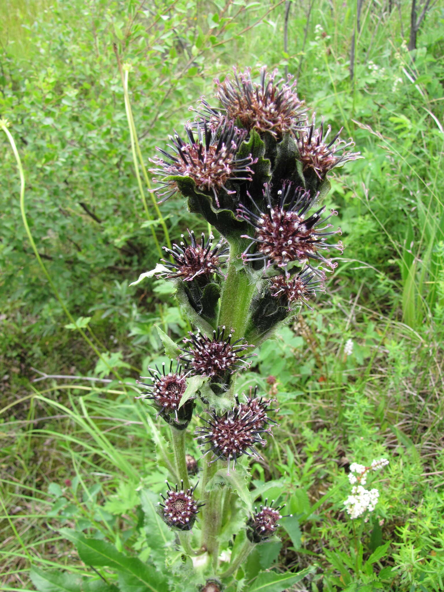 Saussurea baicalensis (Adams) Robins. resmi