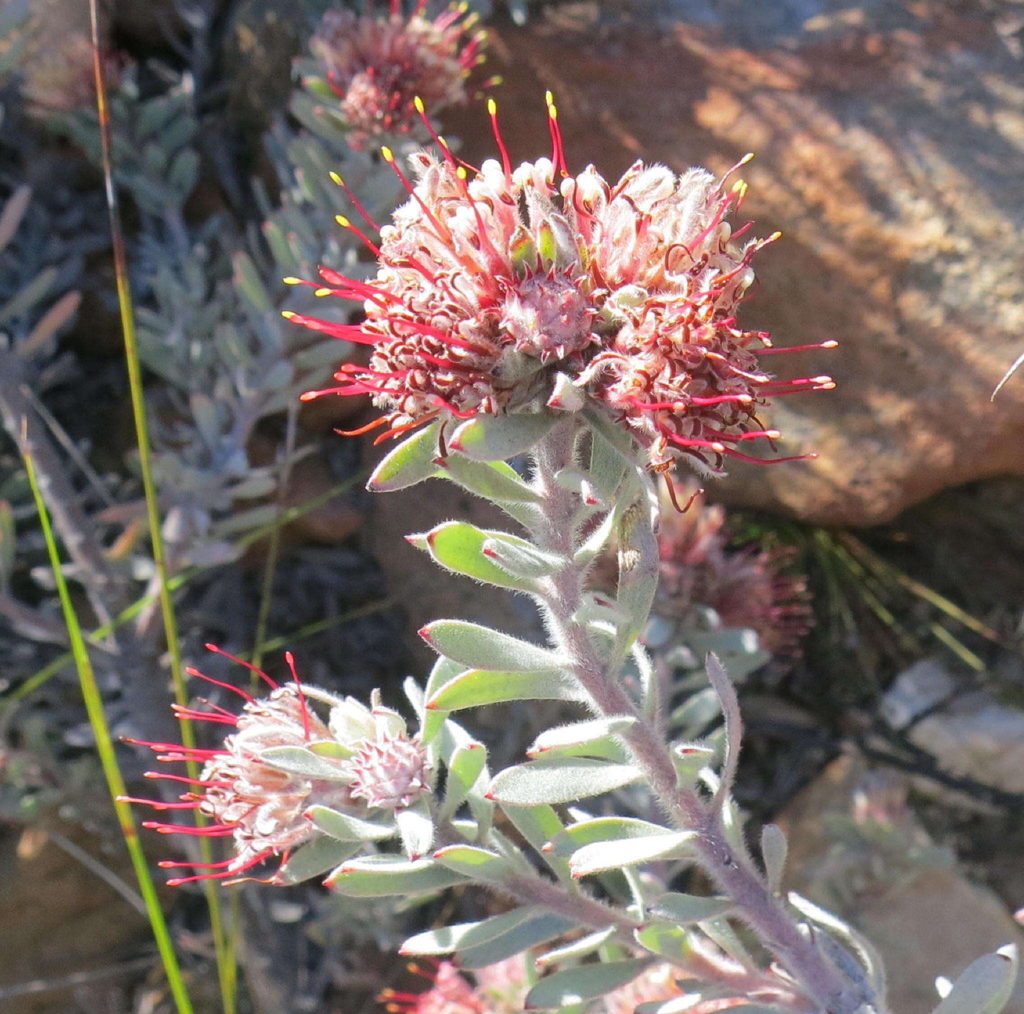 Plancia ëd Leucospermum wittebergense Compton