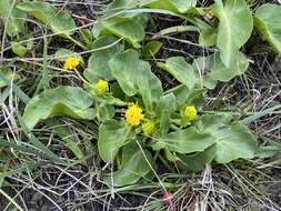 Image of adobe snakeroot